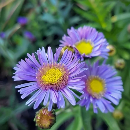 Еригерон Едроцветен Син