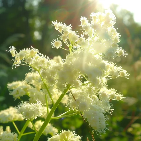 Filipendula kremasto bijela