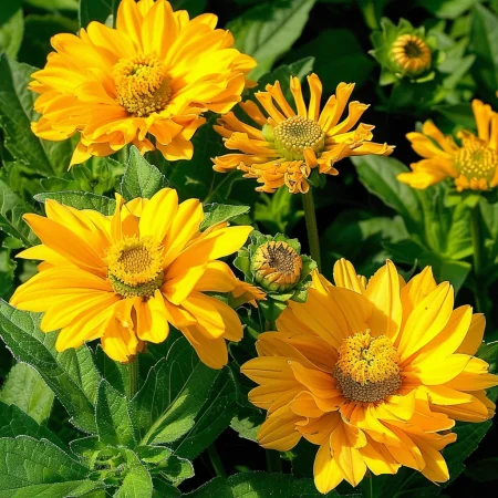 Heliopsis Ljetno Sunce