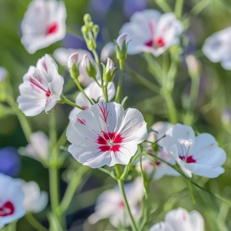 Lan Jednobojni Sjajne oči