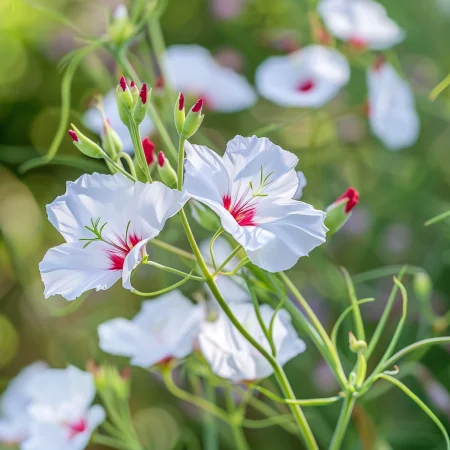 Lan Jednobojni Sjajne oči