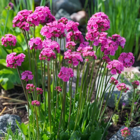 Armerija Morska Splendens Roze