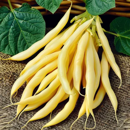 Zeleni grah Goliatka