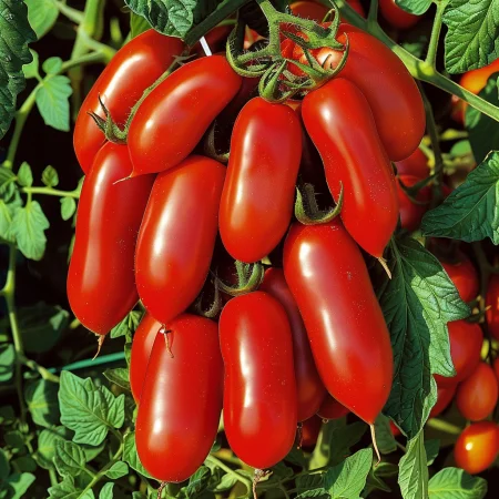 Rajčica Marzano P 4