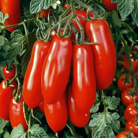 Rajčica Marzano P 4