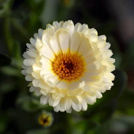 Neven Kičest Ajveri