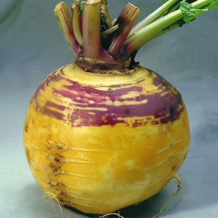 Repa Vilhelmsburger Žuta