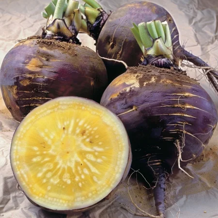 Repa Vilhelmsburger Žuta